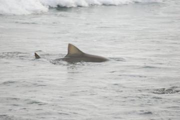 Shark Watching from Santa Maria
