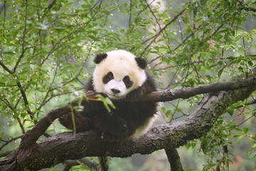 Chengdu One-Day Private Tour with Panda Visit