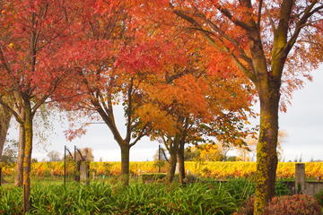 Private Tour: Marlborough Winter Wine and Scenic Tour from Blenheim