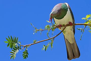 Singles Special Full Day Wine Gourmet and Scenic Delights Tour from Blenheim