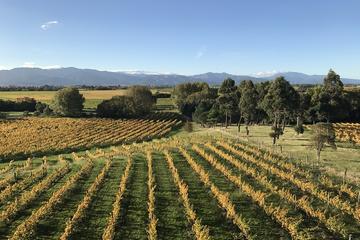 Winter Wine Gourmet and Scenic Pleasures of Marlborough: Group Tour