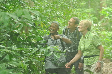 Rainforest Jungle Trekking