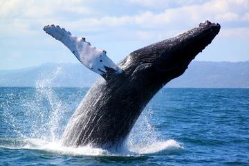Full-Day Samana Whales Watching Season By Bus