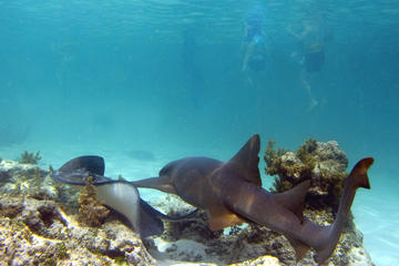 Shark and Stingray Snorkel Tour in Punta Cana