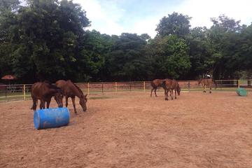 Half Day Reach Horse Tour