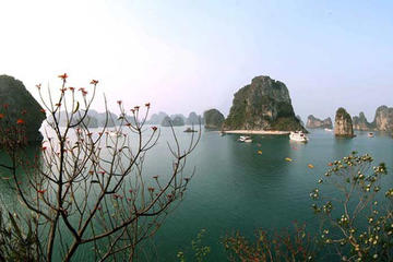 Halong Bay Day Cruise Including Seafood Lunch from Hanoi