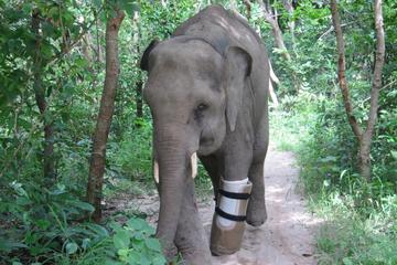 Takeo Province Temples and Wildlife Centre Full-Day Tour from Phnom Penh