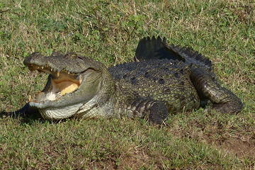 Yala Safari Private Day Trip from Bentota and Kalutara Areas