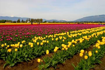 5-Night Luxury Package Tour of Kashmir from Srinagar