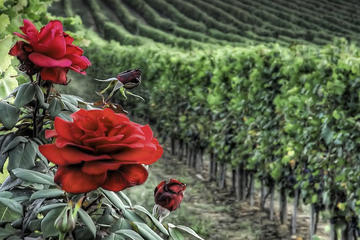 Private Tour to Siena and Montalcino from Florence