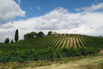 Siena and Chianti Wineries Excursion by Private Luxury Van from Florence