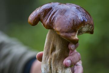 2-Day Farm Experience with Mushroom Picking