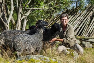 Picnic with the Sheep 2-Day Farm Tour
