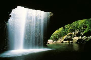 World Heritage Springbrook National Park Tour Including Natural Bridge