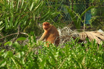 Proboscis Monkey River Safari