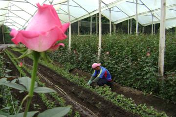 Rose Plantation, Equator Line and Otavalo Market Private Tour
