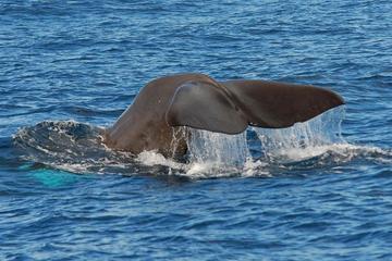 Whale and Dolphin Watching or Swim with Dolphins in Madeira