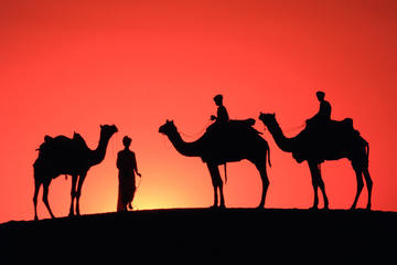 Sunset Camel Ride in the Palm Grove of Marrakech
