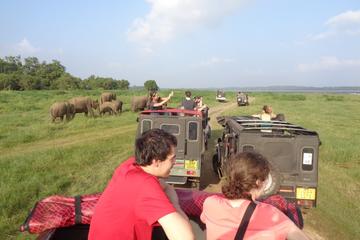 Minneriya Park Elephant Gathering Private Jeep Safari from SIGIRIYA