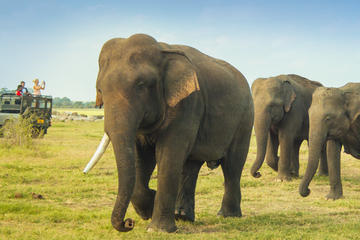 Private Jeep Safari Tour: Elephant Gathering Safari in Minneriya Park