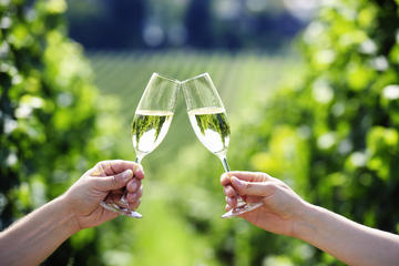 Penedes Wine and Cava Day Tour from Barcelona