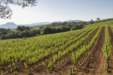 Private Provençal Wine-Tasting Tour with Picnic Lunch from Cannes