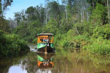 4-Day Private Orangutan and Bornean Primates Tour from Pangkalanbuun