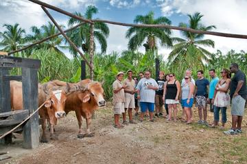 Bayahibe La Romana Discovery Full Day Tour