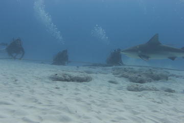Bull Sharks Discovery Diving Tour from Cancun and Riviera Maya