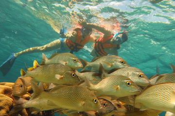 Half-Day Snorkeling Adventure in Puerto Morelos