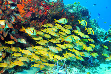Snorkeling in Puerto Morelos from Cancun