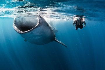 Whale Shark Snorkeling Tour from Cancun and Riviera Maya
