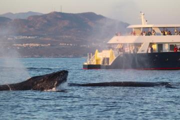 Whale-Watching Discovery Cruise