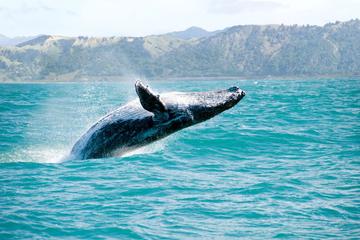 Whales Watching & Cayo Levantado Adventure