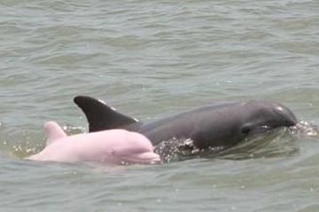 4-Day Pink Dolphins in Pacaya Samiria