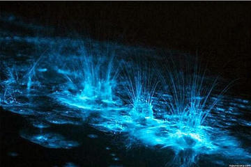 Luminous Lagoon Glistening Water Tour From Ocho Rios And Runaway Bay Hotels