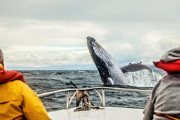 Multi-Day Whale Tour to Quebec City and Tadoussac