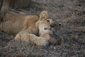 14-Day Tour of South Africa from Johannesburg