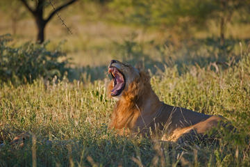 3-Day Kruger Park Tour from Johannesburg