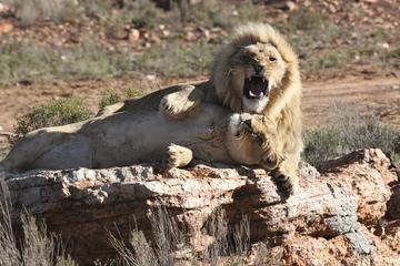 Cape Town Shore Excursion: Aquila Safari
