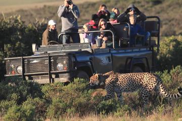 Mossel Bay Shore Excursion: Mossel Bay City Tour and Garden Route Game Lodge