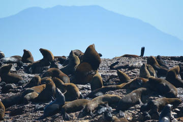 Mossel Bay Shore Excursion: Mossel Bay City Tour and Seal Island