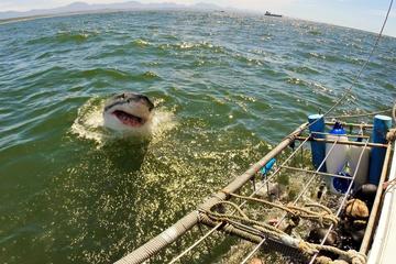Mossel Bay Shore Excursion: Mossel Bay City Tour and White Shark Cage Diving