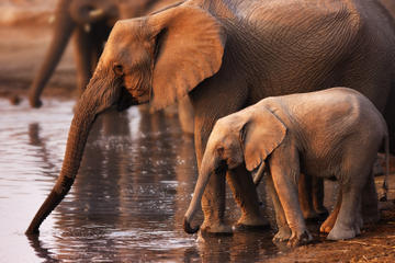 Pilanesberg Nature Reserve Safari and Sun City Day Trip