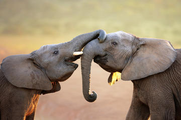 Port Elizabeth Shore Excursion: Addo Elephant National Park Tour