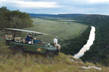 Port Elizabeth Shore Excursion: Amakhala Game Reserve