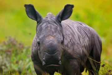 Port Elizabeth Shore Excursion: Kragga Kamma Game Park