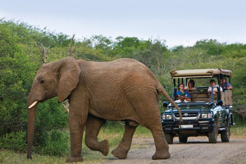 Richards Bay Shore Excursion: Hluhluwe Safari and DumaZulu