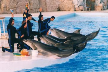 DOLPHIN SHOW IN HURGHADA