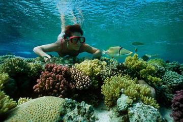Snorkel Trip from Sharm El-Naga Bay Hurghada